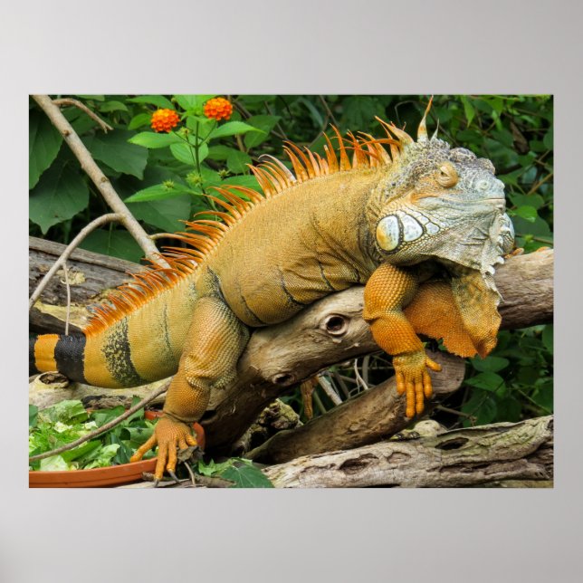 Dragon lizard Poster (Framsidan)