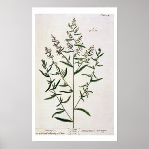 Dragon pläterar 116 från "ett nyfiket växt-", poster