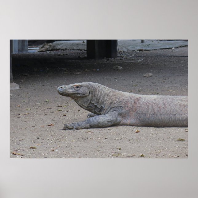 Dragon Porträtt Poster (Framsidan)