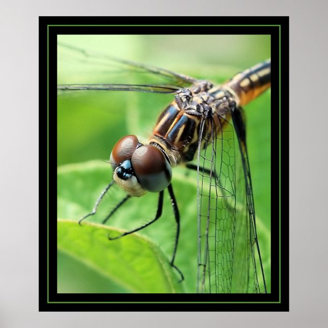 Dragon Poster (Framsidan)