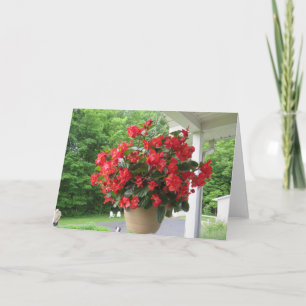Dragon Vinge Begonia Kort