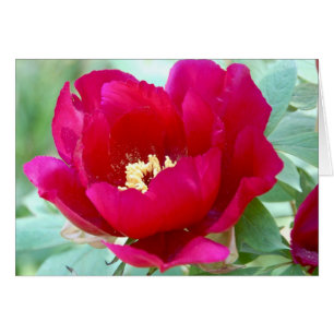 Dragoner, TIgers och Peonies II Hälsningskort