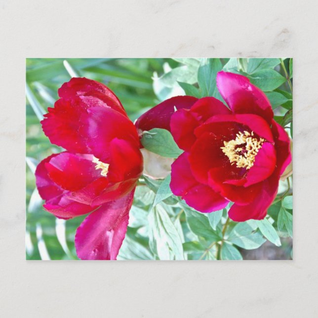 Dragoner, tigrar och ponnyer IV Vykort (Framsida)