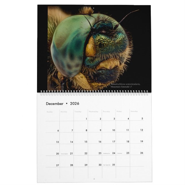 Dragonflies 2022 kalender (Dec 2026)