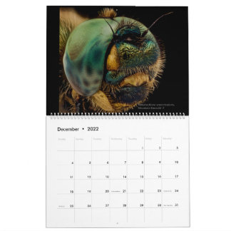 Dragonflies 2022 kalender