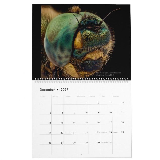 Dragonflies 2022 kalender (Dec 2027)