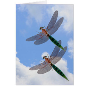 Dragonflies Blå himmel Clouds naturkort OBS Kort