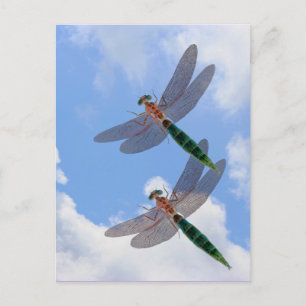 Dragonflies Blå himmel Clouds naturvykort Vykort