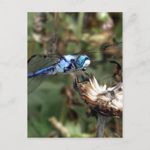 Dragonflies Blue Dragonfly på ett Flower Husk-foto Vykort