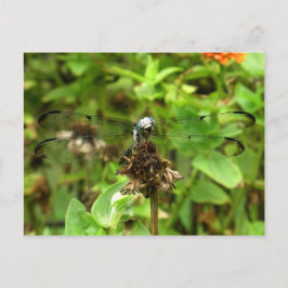 Dragonflies Blue Dragonfly på ett Flower Husk-foto Vykort