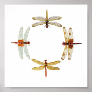 Dragonflies cirkel poster