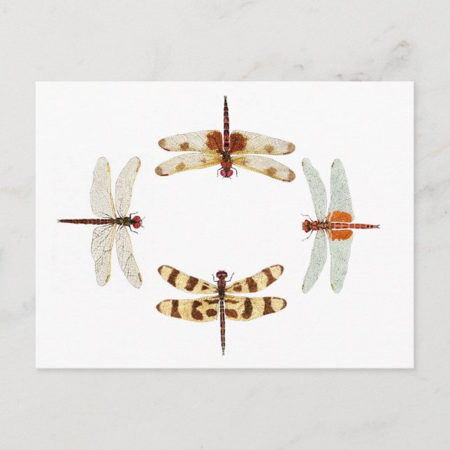 Dragonflies cirkel vykort (Framsida)