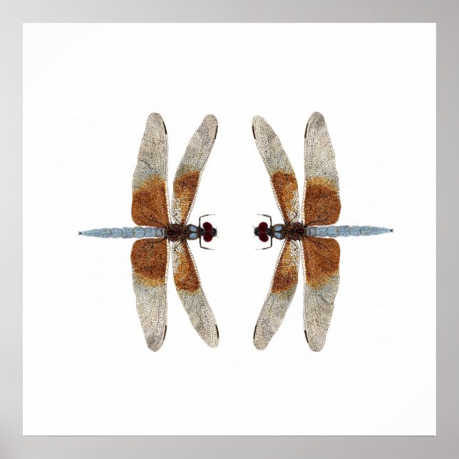 Dragonflies i Ansikte-Av 2-trådigt skal Poster (Framsidan)