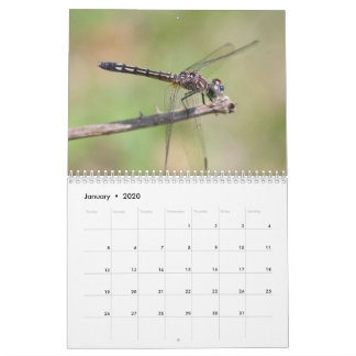 Dragonflies Kalender