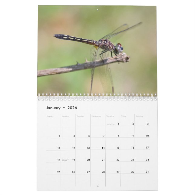Dragonflies Kalender (Jan 2026)