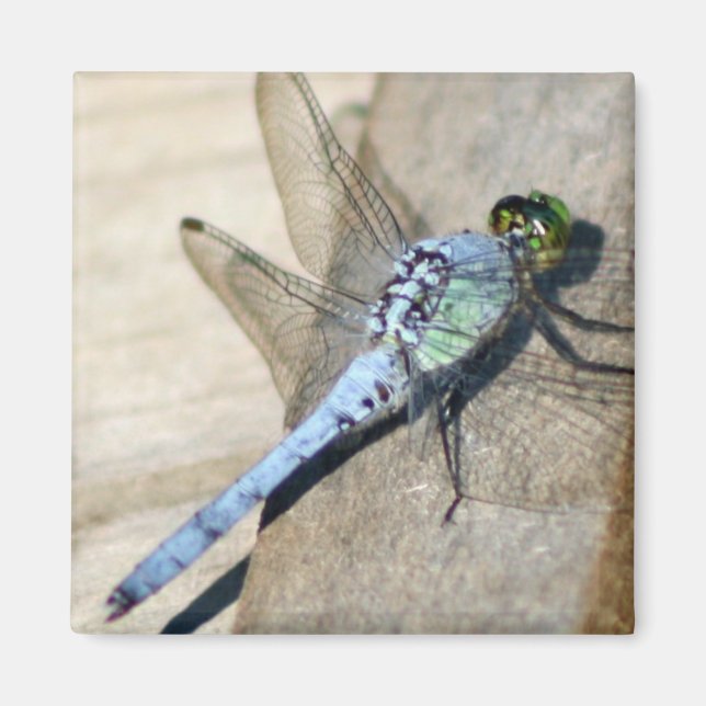 Dragonflies Magnet (Framsidan)