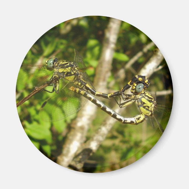 Dragonflies Mating Magnet med klubb (Framsidan)