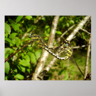 Dragonflies med klubb Poster