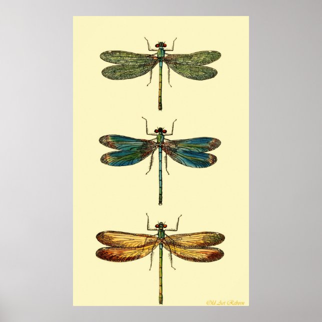 Dragonflies Poster (Framsidan)