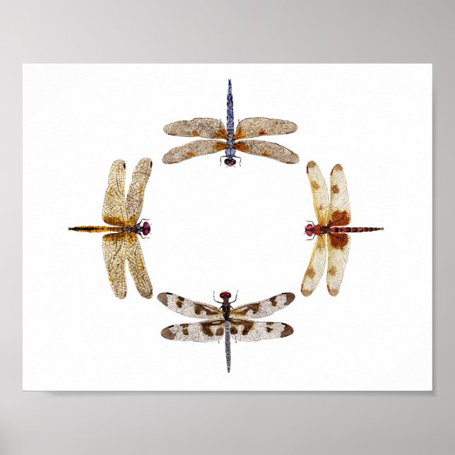 Dragonflies Poster III (Framsidan)