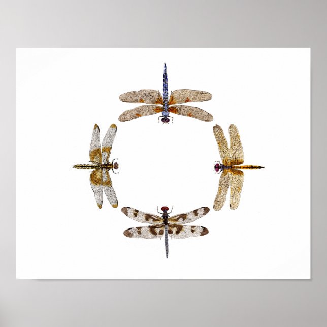Dragonflies Poster III (Framsidan)