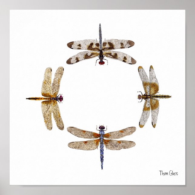 DRAGONFLIKENS CIRKEL POSTER (Framsidan)