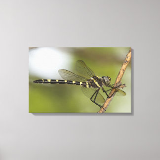 Dragonfly 11 canvastryck