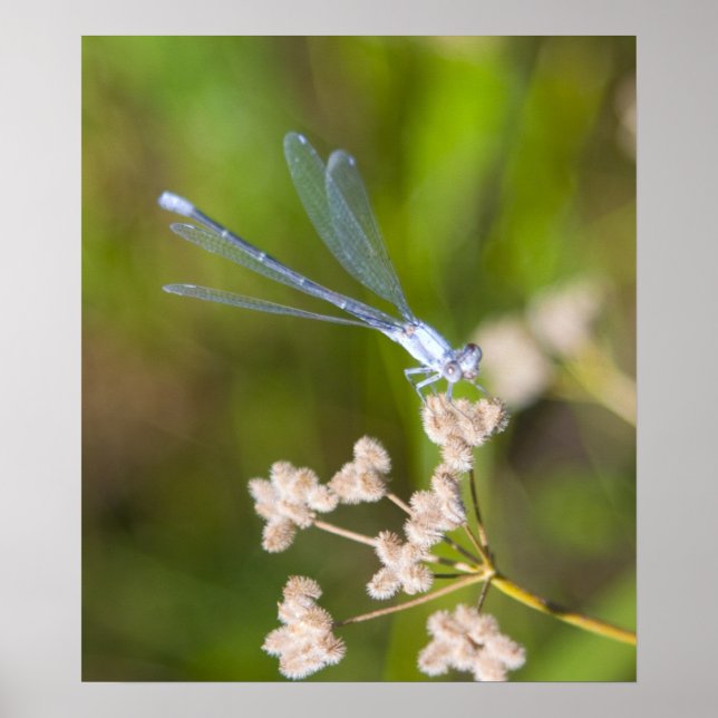 Dragonfly #2 poster (Framsidan)