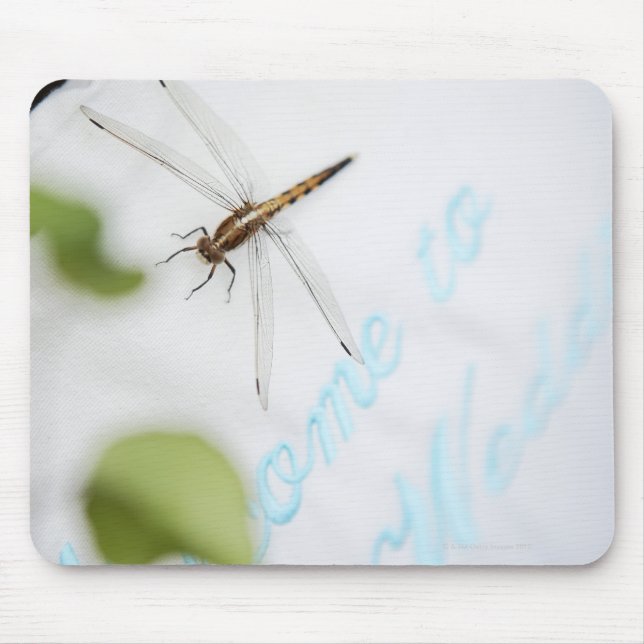 Dragonfly 4 musmatta (Framsidan)