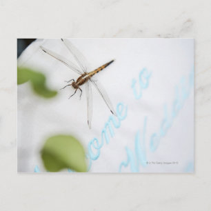 Dragonfly 4 vykort