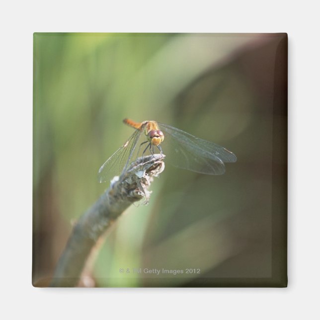 Dragonfly 5 magnet (Framsidan)
