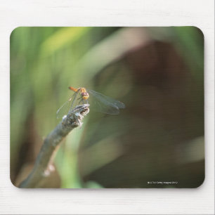 Dragonfly 5 musmatta
