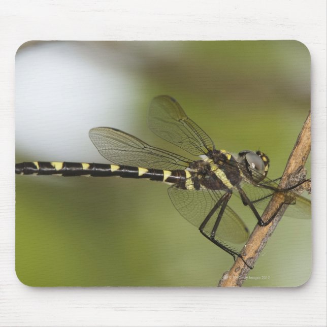 Dragonfly 5 musmatta (Framsidan)