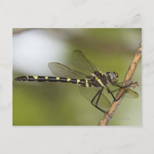 Dragonfly 5 vykort