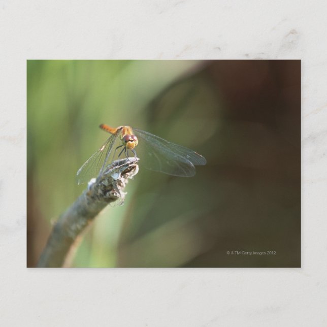 Dragonfly 5 vykort (Framsida)