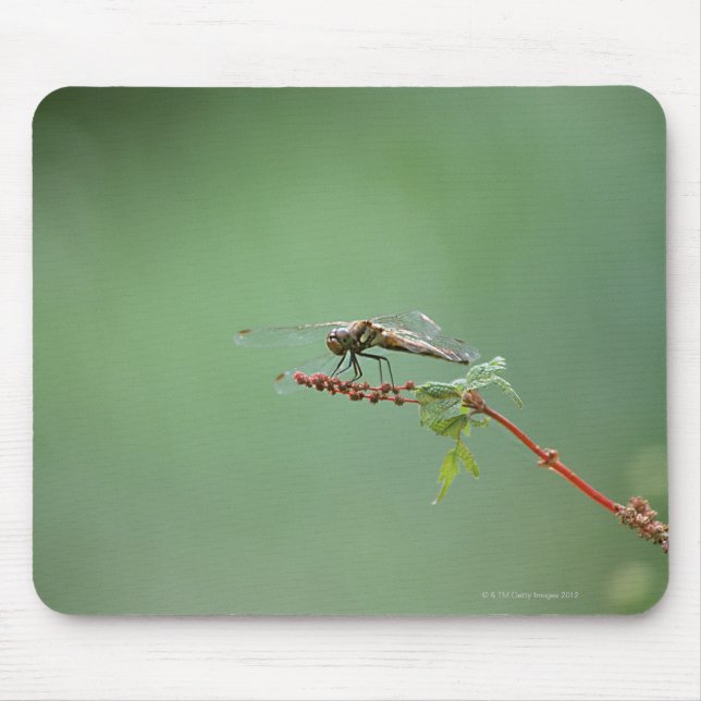 Dragonfly 6 musmatta (Framsidan)
