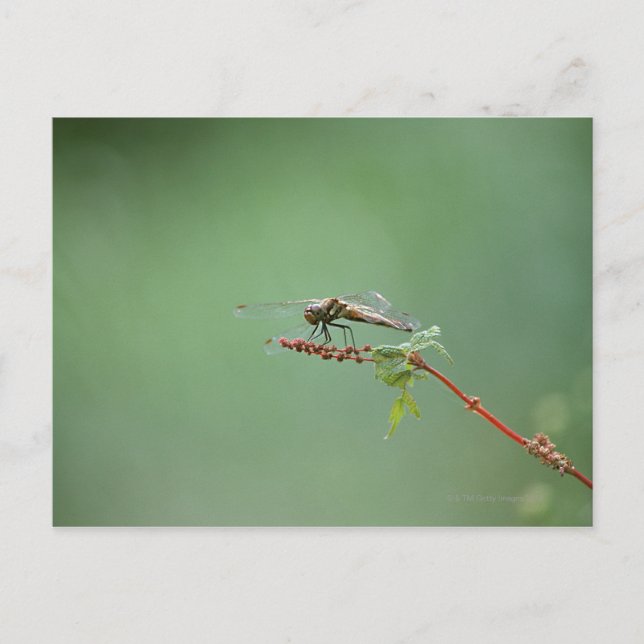 Dragonfly 6 vykort (Framsida)