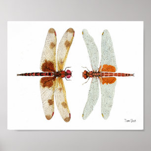 Dragonfly Ansikte Av Poster