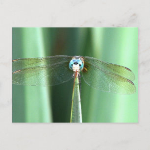 Dragonfly Ansikte Up Vykort