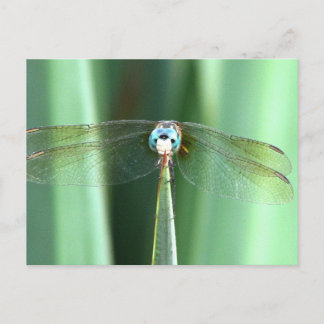 Dragonfly Ansikte Up Vykort