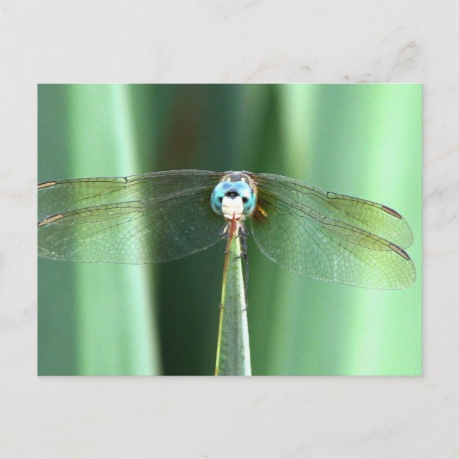 Dragonfly Ansikte Up Vykort (Framsida)
