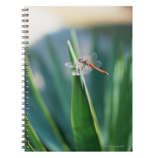 Dragonfly Anteckningsbok Med Spiral