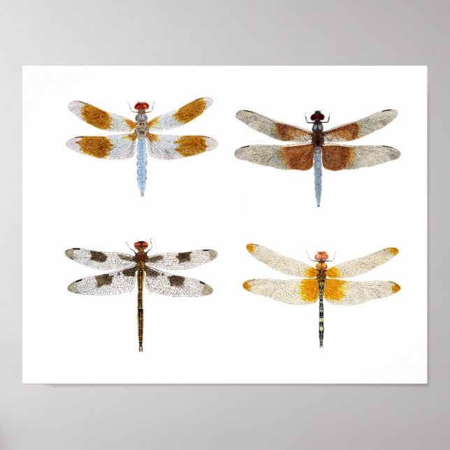 Dragonfly art art poster (Framsidan)