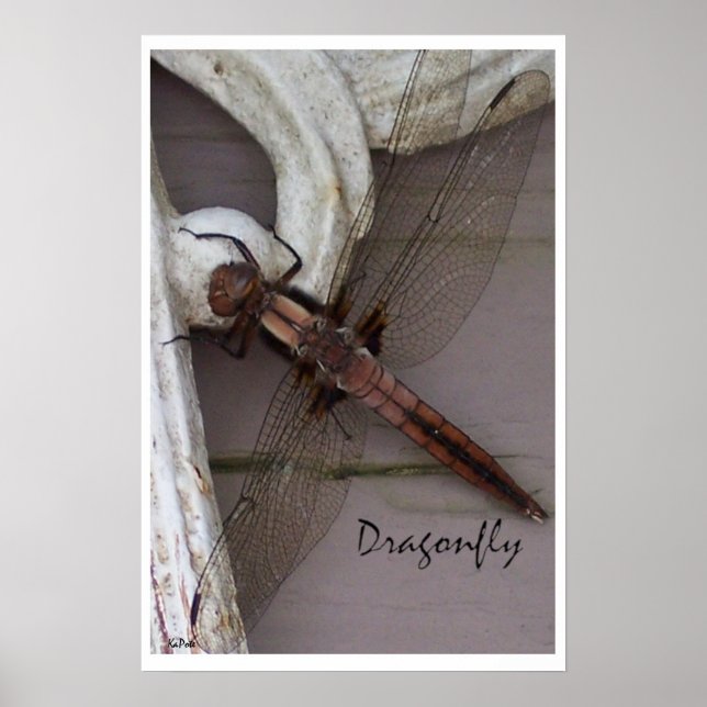 Dragonfly Art Poster (Framsidan)