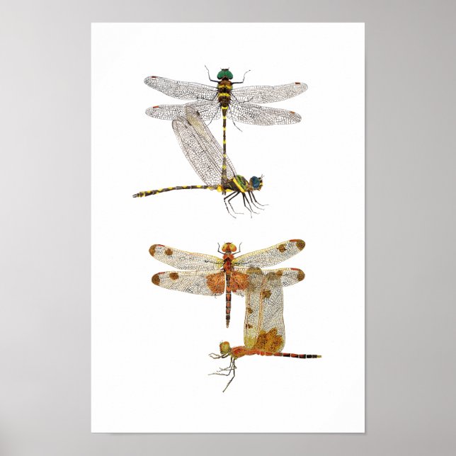 Dragonfly Art Poster (Framsidan)