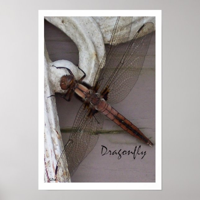 Dragonfly Art Poster (Framsidan)