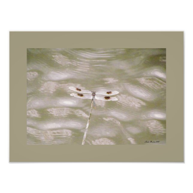 Dragonfly av Linda Becker Fototryck (Framsidan)