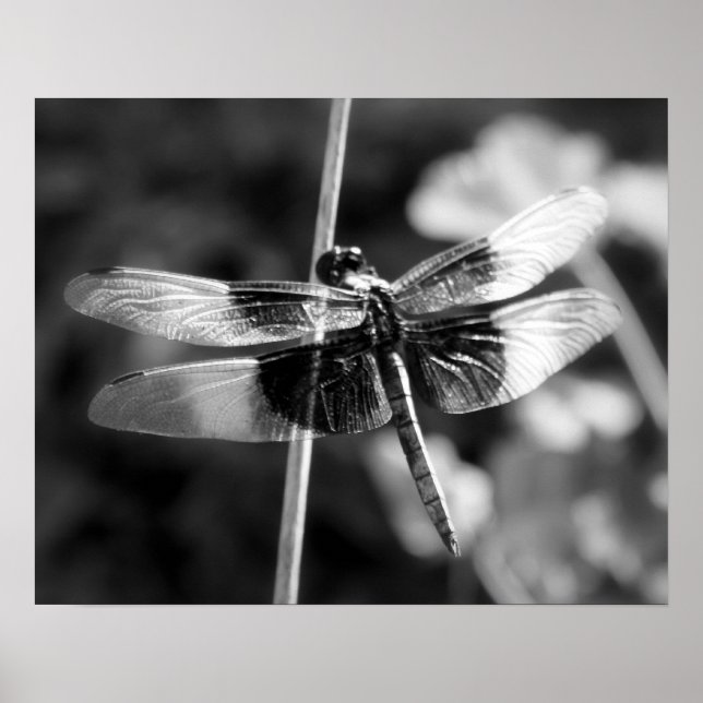 Dragonfly Black & White Photography (svart och vit Poster (Framsidan)