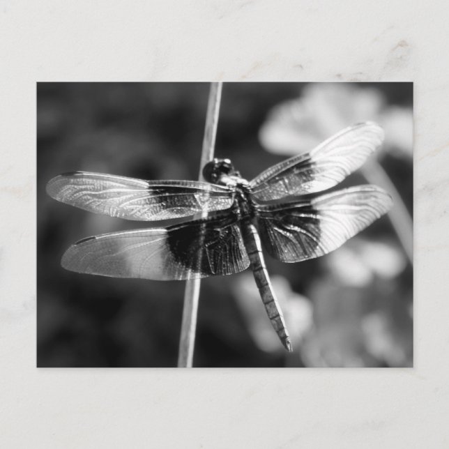 Dragonfly Black & White Photography (svart och vit Vykort (Framsida)