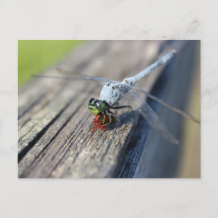 Dragonfly Blank vykort